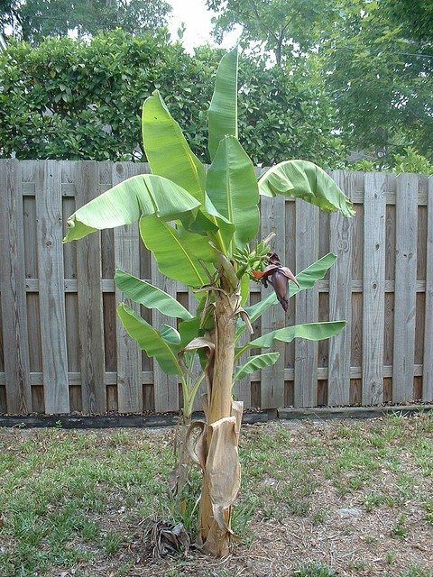 banana tree