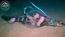 Giant isopods feed on an alligator carcass at the bottom of the Gulf of Mexico.