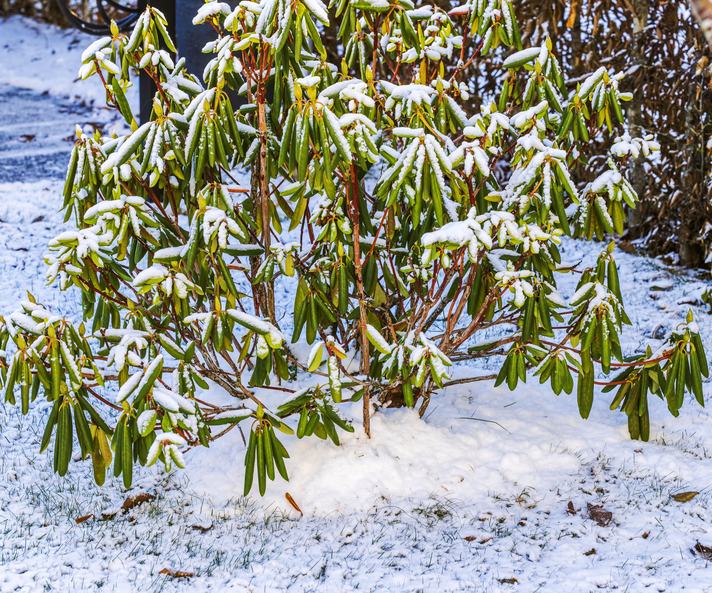 A rhododendron shrub growing in frozen soil covered with a layer of snow