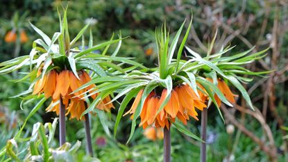 Imperial fritillaries in a garden border with orange blooms