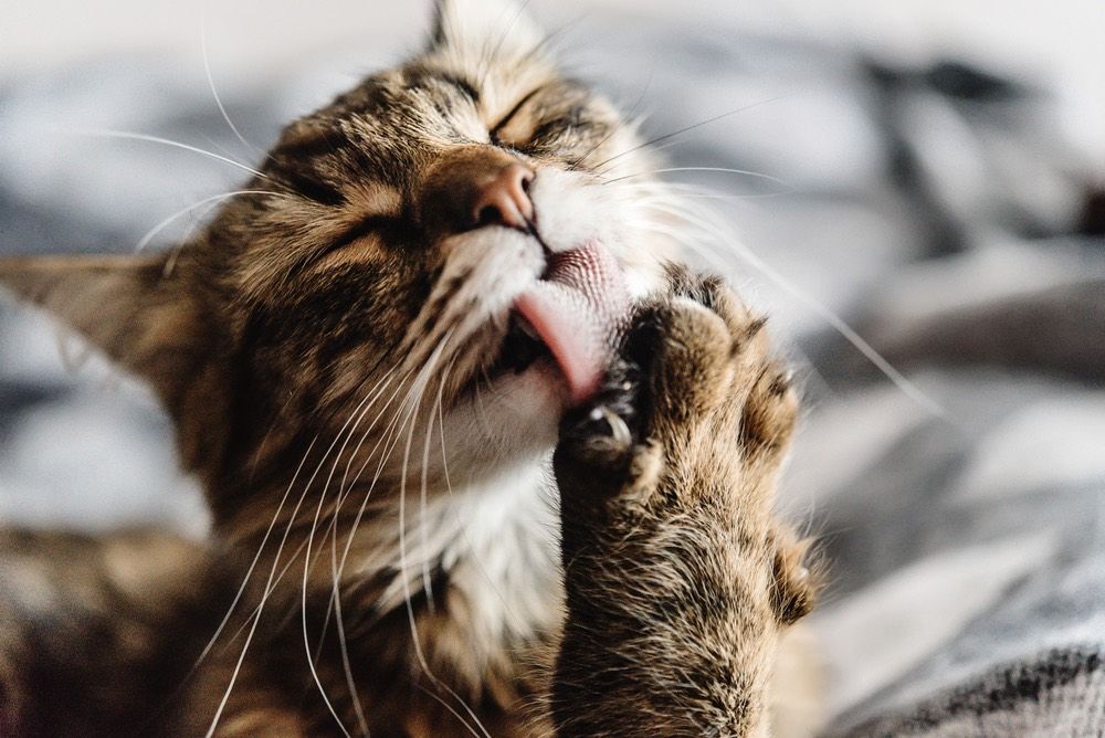 Hair Ball How Cats Tongues Get Them So Clean Live Science