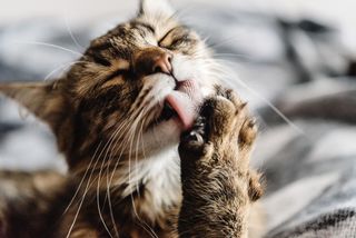 a domestic cat licking its fur.