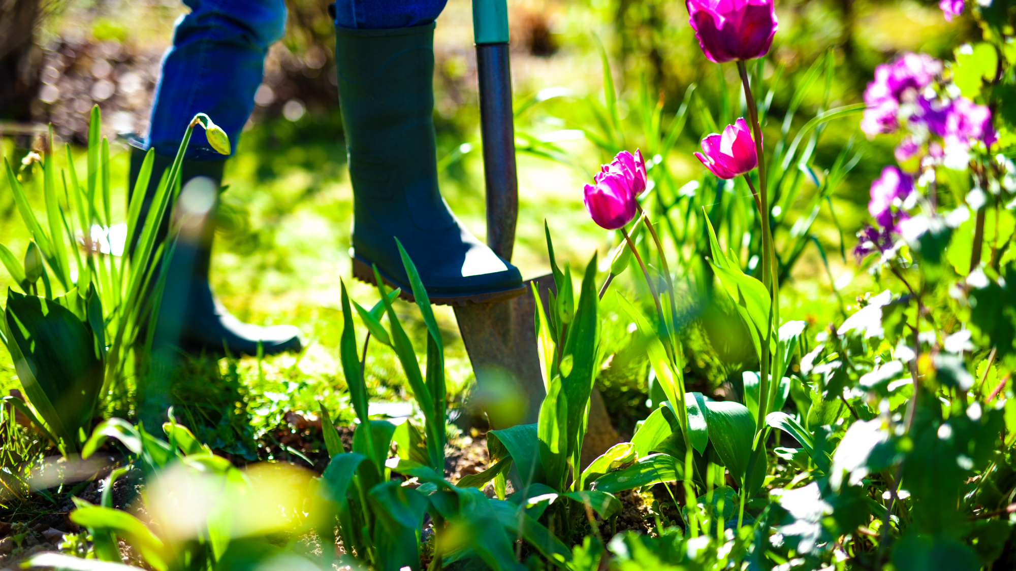 digging a border on a sunny day in a spring garden