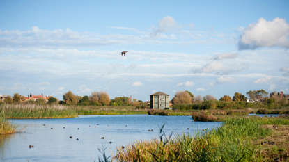 london wetlands centre panoramic view