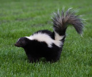 One skunk in green grass