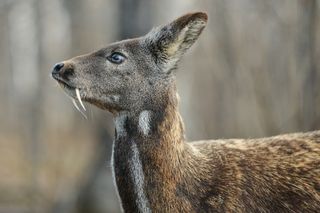 Don't fear the fangs: the South Korean musk deer is a gentle herbivore with a smell worse than its bite.