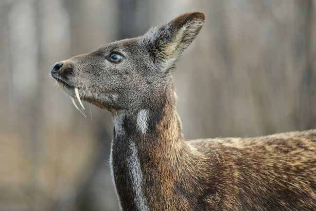 'Vampire' Deer?! 5 South Korean Animals You May See at the 2018 Winter