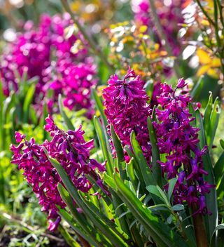 Hyacinthus Orientalis 'Woodstock' for Forcing