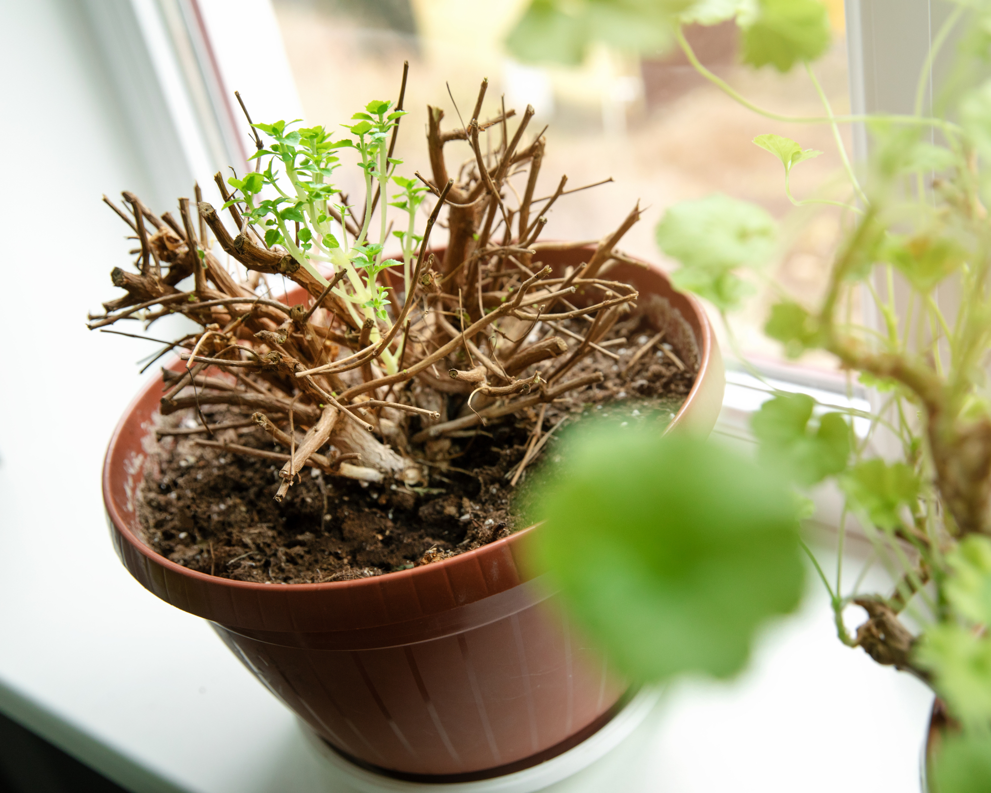 dormant fuchsia plant on windowsill