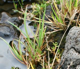 Little green menace: Poa annua grass, the most widespread alien plant in the sub-Antarctic region, has colonized the Antarctic Peninsula.