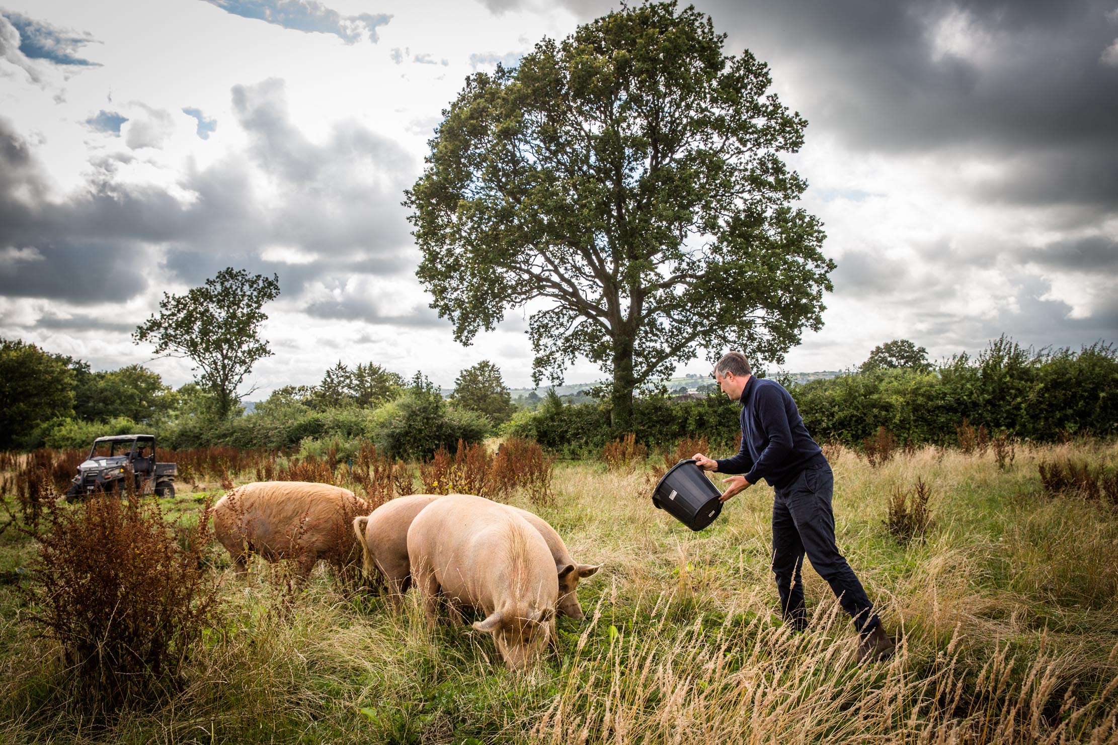 Ben Goldsmith with his Tamworth pigs Henry, Elizabeth and Boudicca.