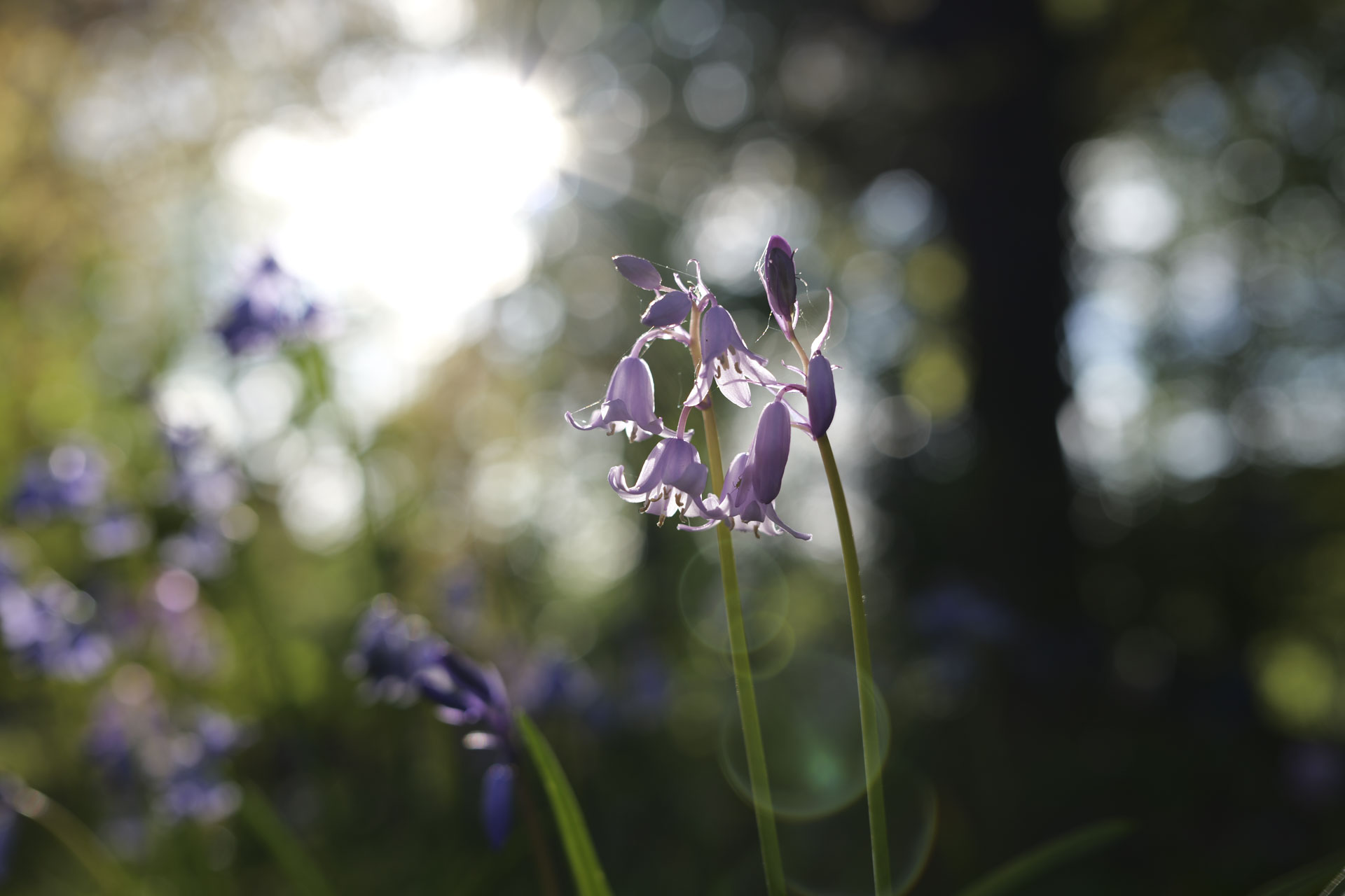 Backlit bluebells with dappled light behind them