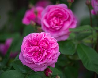 'Gertrude Jekyll' rose by David Austin.