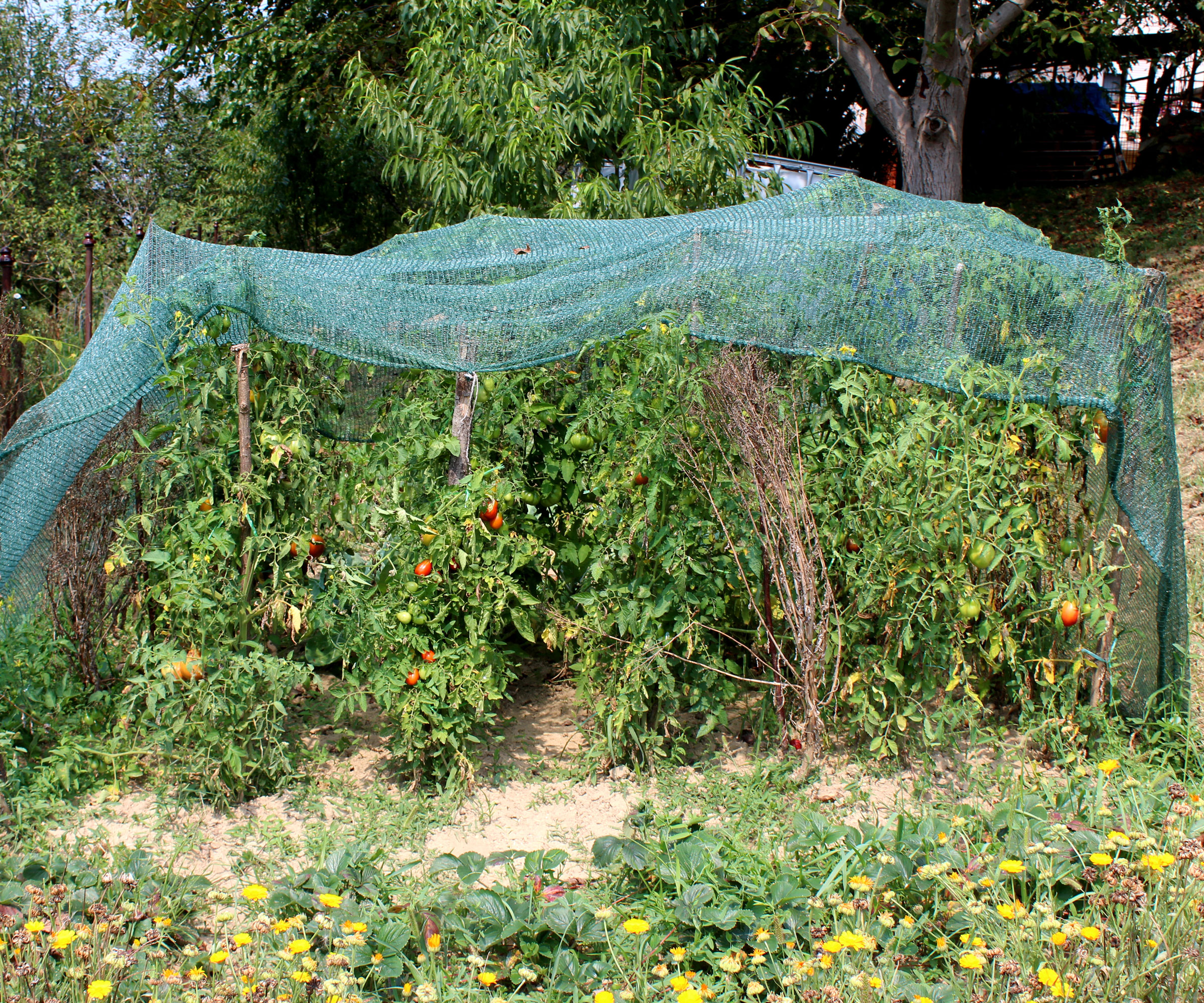 tomato plants covered by protective blanket in sun