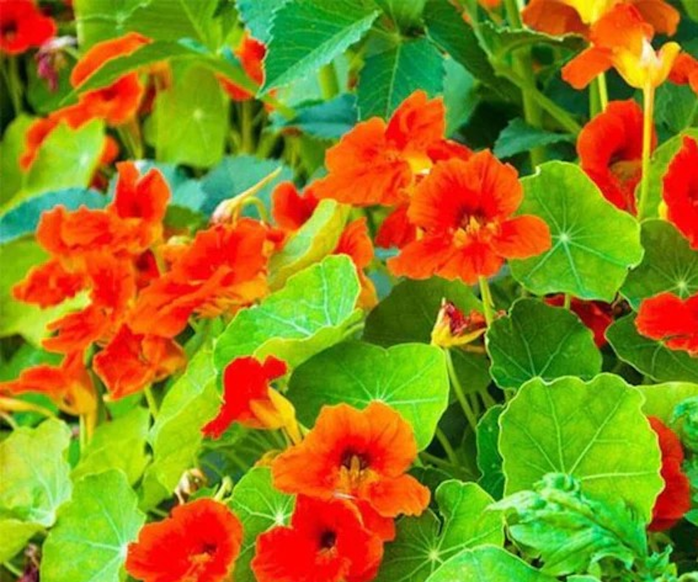 Nasturtium 'Empress of India' with red blooms in summer