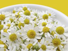 Bowl Full Of White Flowers