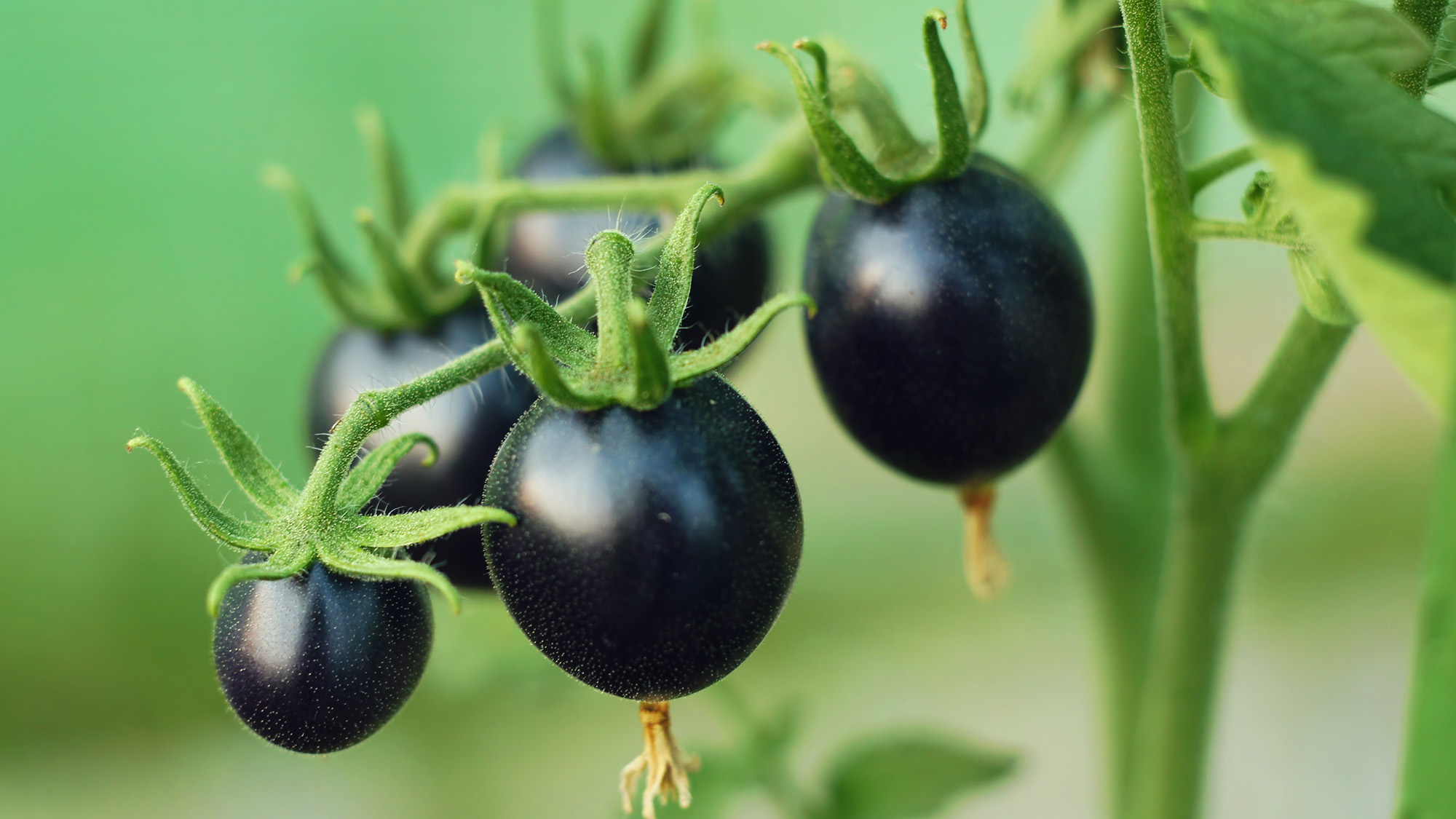 Black Cherry Tomato