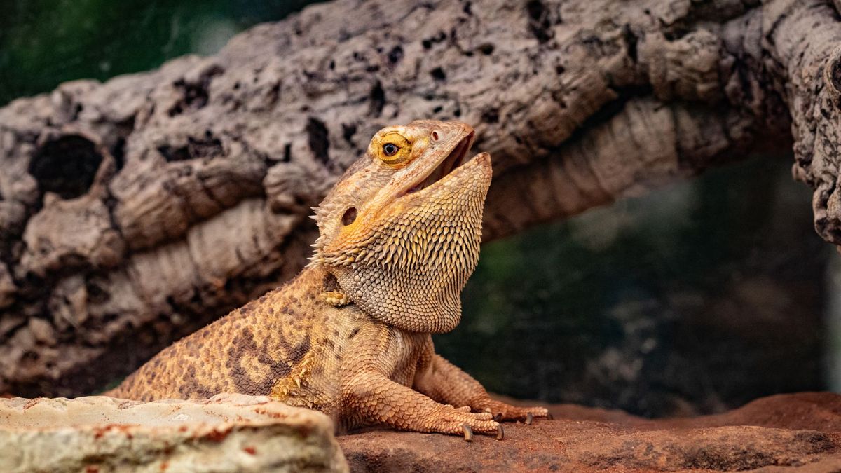 Bearded dragon