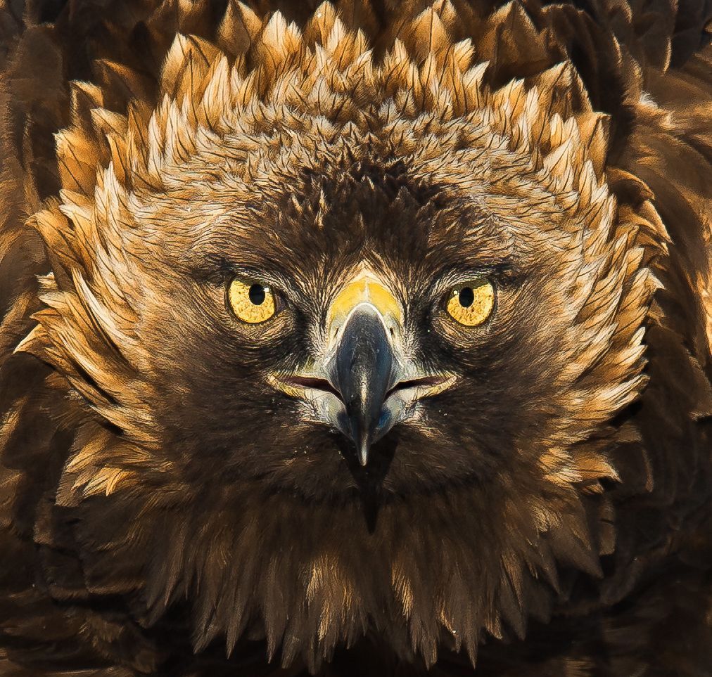 Portrait of a Golden Eagle by Steffen Johnsen