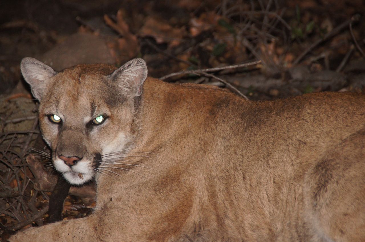 The recently euthanized mountain lion P-22. 