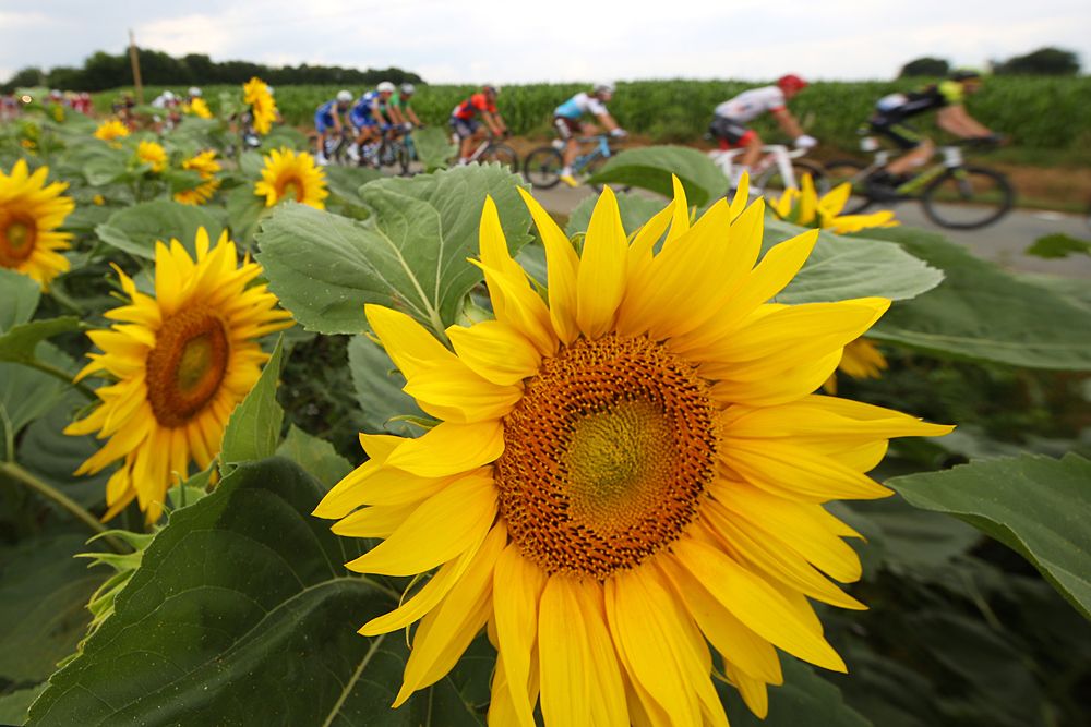 July sunflowers at the Tour de France