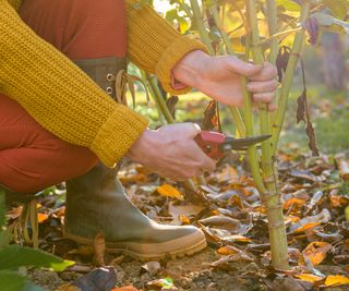 Woman trims plant in the fall