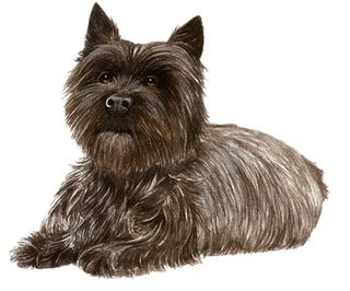 Cairn terrier