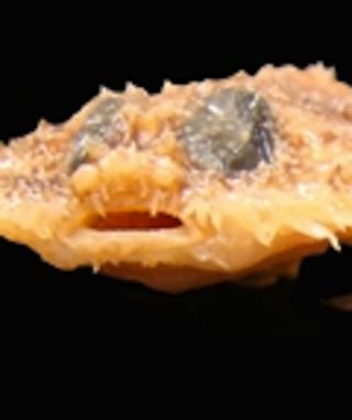 A top 10 choice in the fish category is a pancake batfish that lives in waters either partially or fully encompassed by the 2010 oil spill in the Gulf of Mexico. Named Halieutichthys intermedius, this bottom-dwelling species seems to hop on its thick, arm