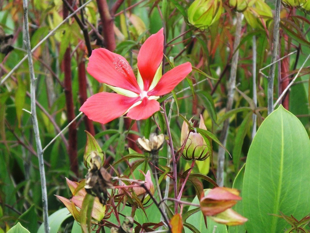 Red Texas Star Hibiscus Plant