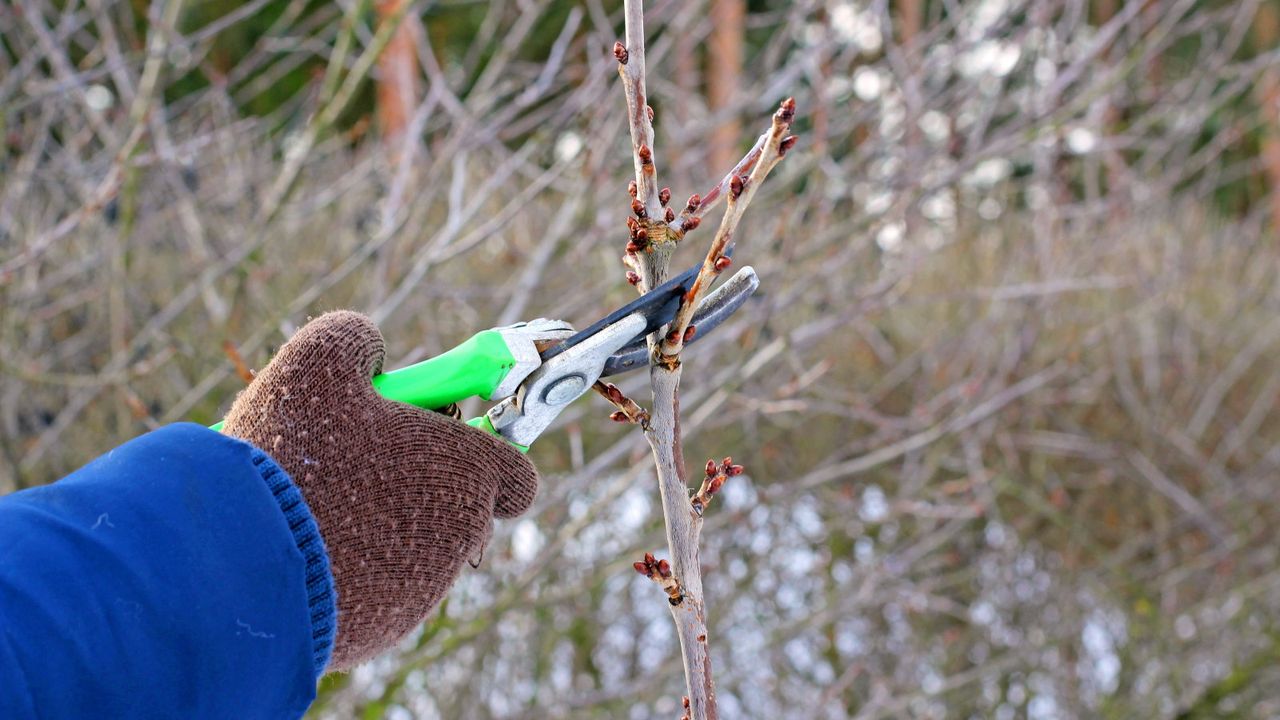 Pruning a tree in winter