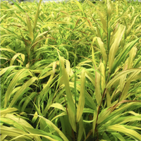 Sunflare™ Japanese Forest Grass | Was $59.99, now $39.59 at Nature Hills