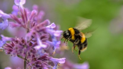 bee landing on a purple flower