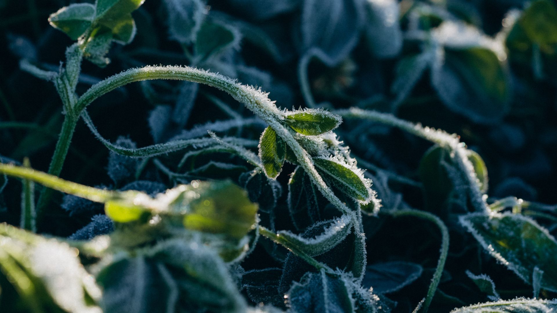 picture of frost growing on green plants in garden