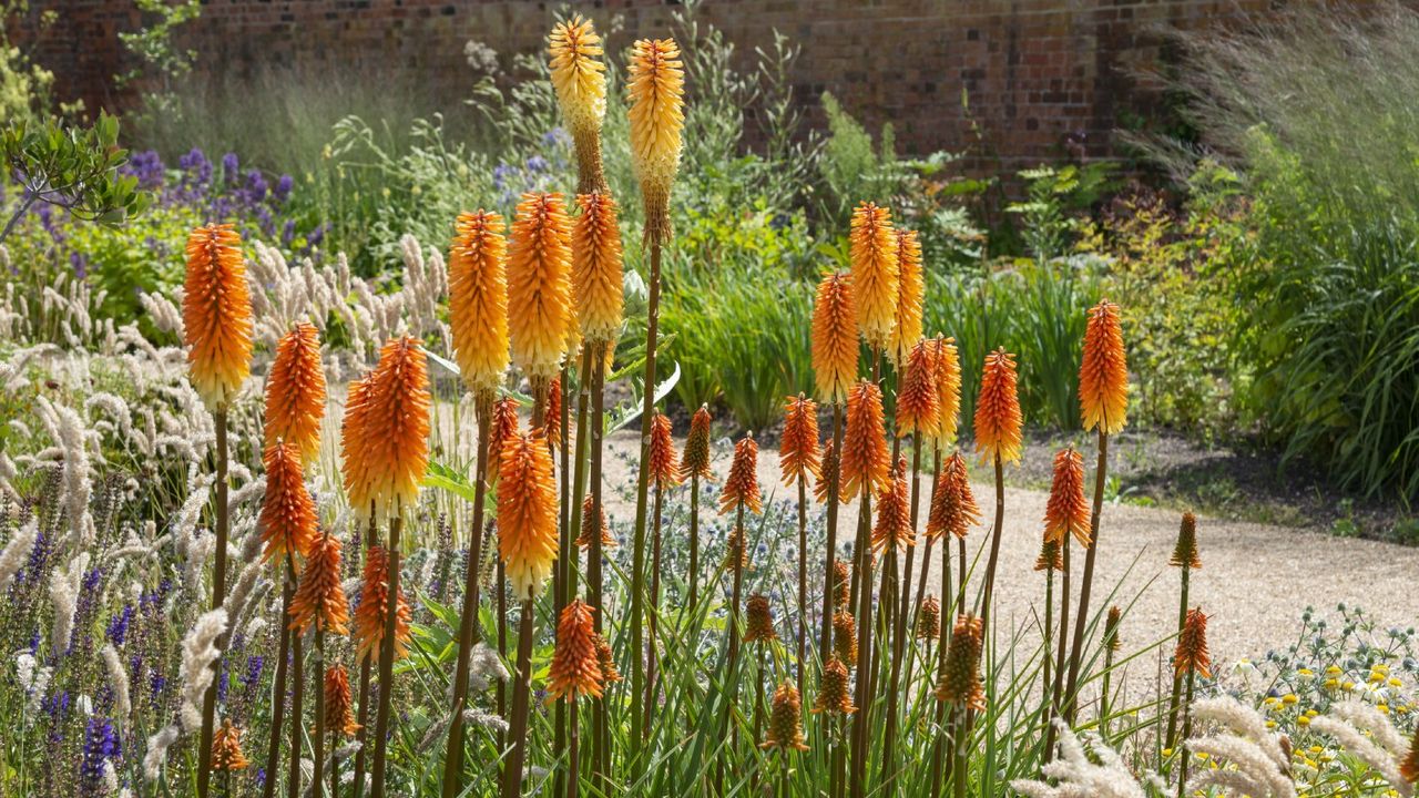 Red hot poker flowers