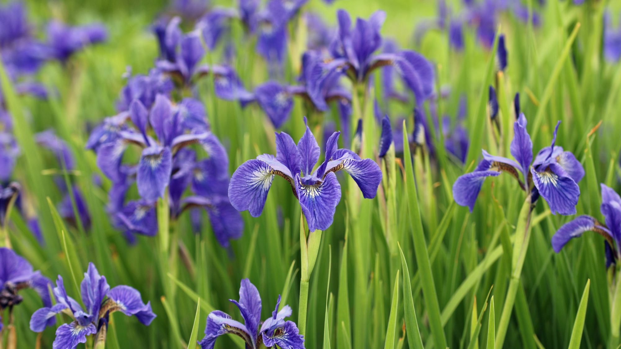 Siberian irises in the garden 