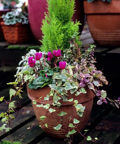 Planning a winter garden: expert planting and design tips | Homes & Gardens