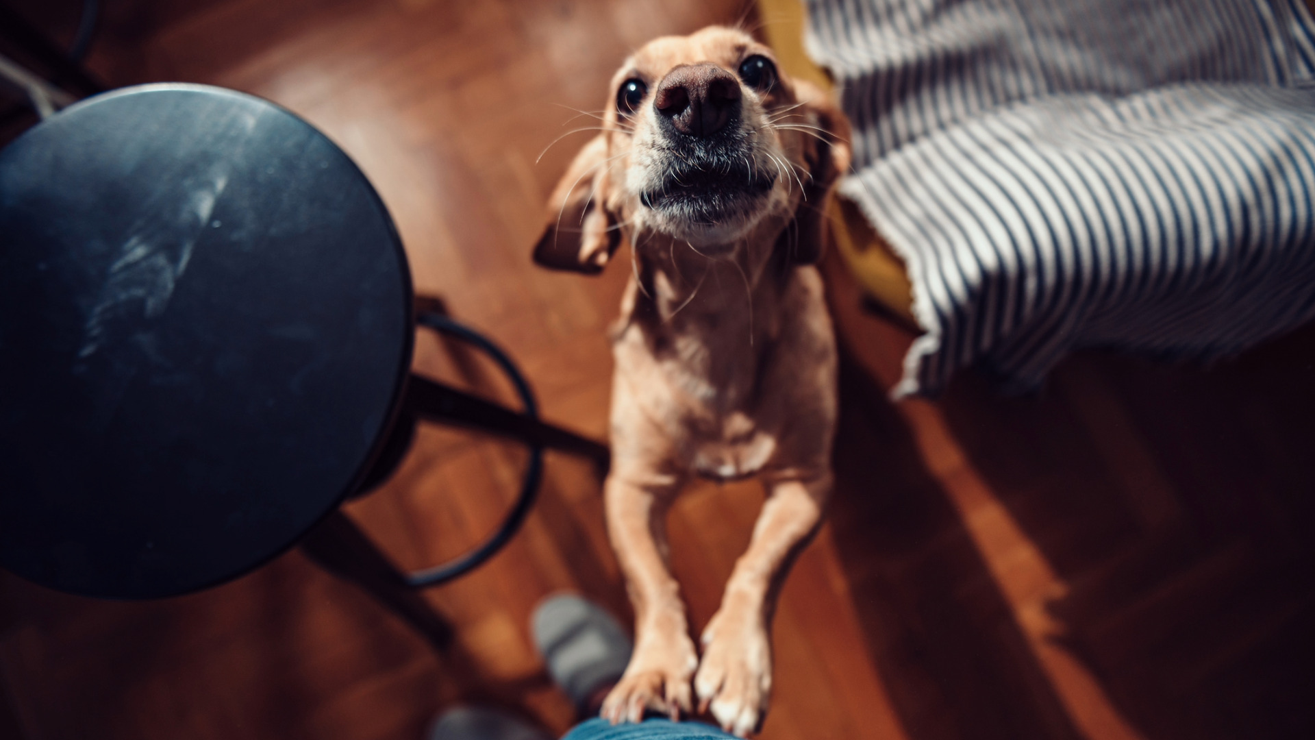 a small dog jumps on person's leg while excitedly barking