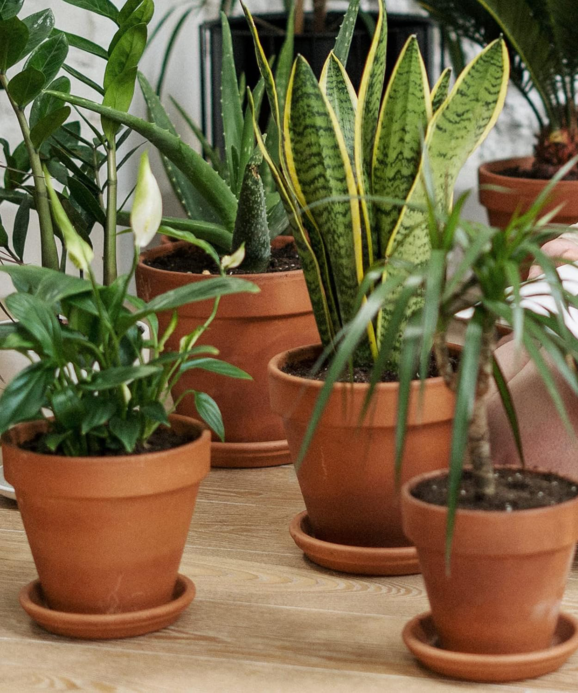 Ingofin terracotta pots with houseplants