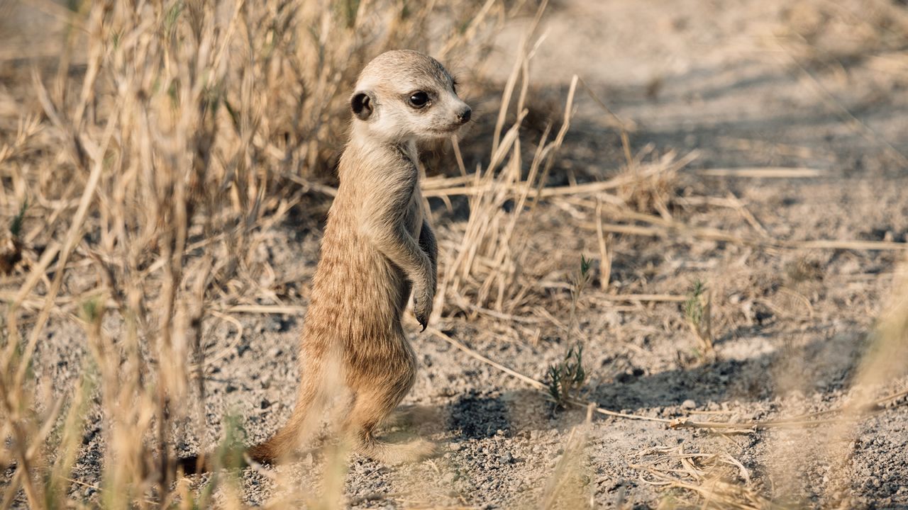 Meerkats at Jack's Camp and San Camp