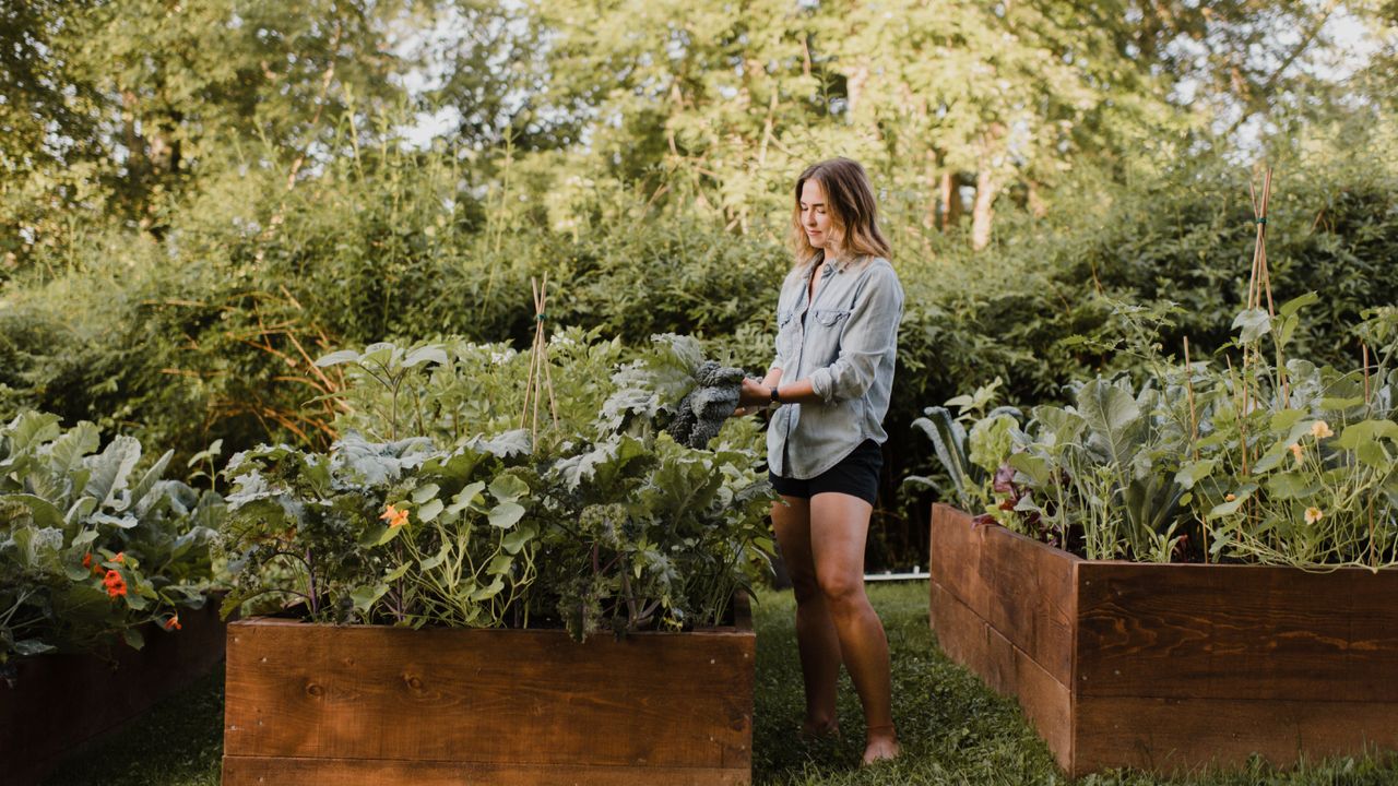 Young woman harvesting greens from raised vegetable garden beds