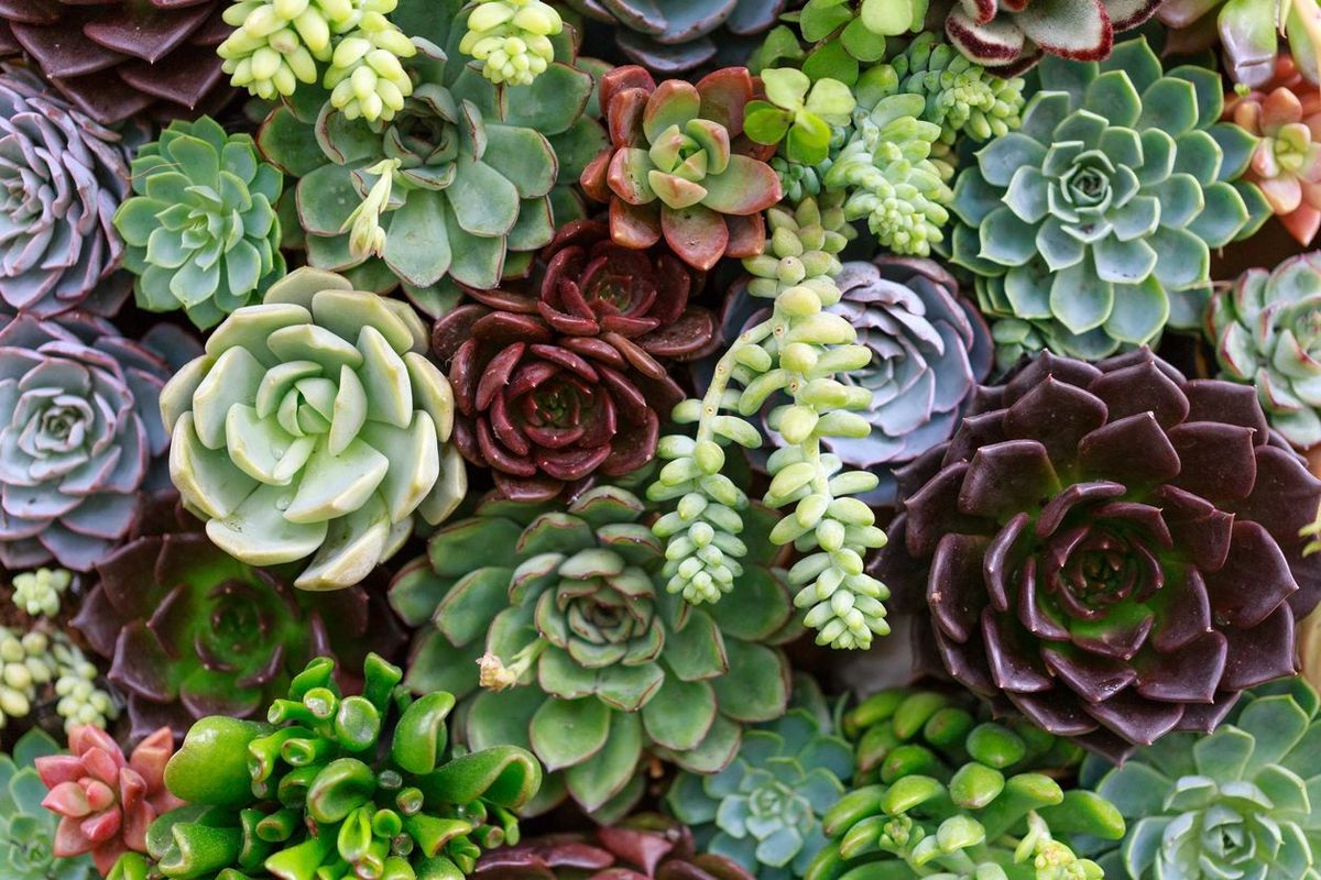 Growing Succulents In Zone 8 Choosing Succulents Hardy To Zone 8