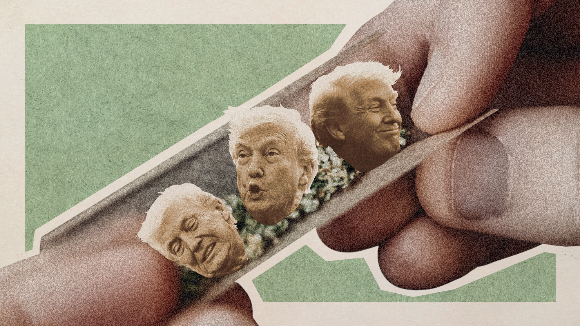 Photo collage of a pair of hands rolling up a marijuana cigarette, with three heads of Donald Trump in between the buds.
