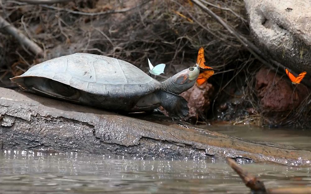Butterflies Sip Turtle Tears in Stunning Video Live Science
