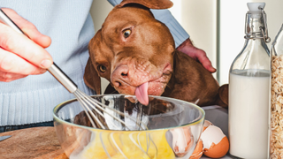 Table with a bowl and whisk, egg and water. A hand is holding the whisk and a dog is trying to lick the bowl