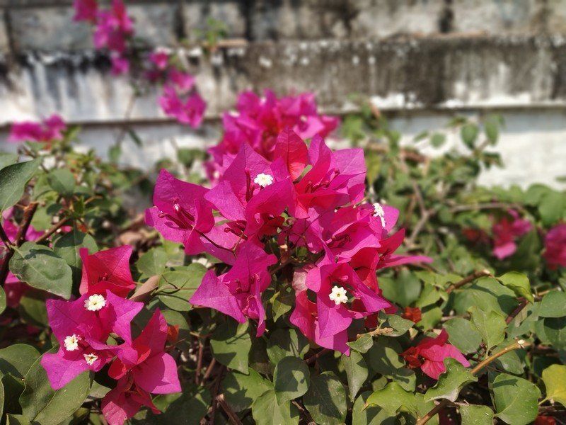 Xiaomi Redmi Note 5 Pro camera