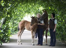 FSP_Frankel_foal_0004.jpg