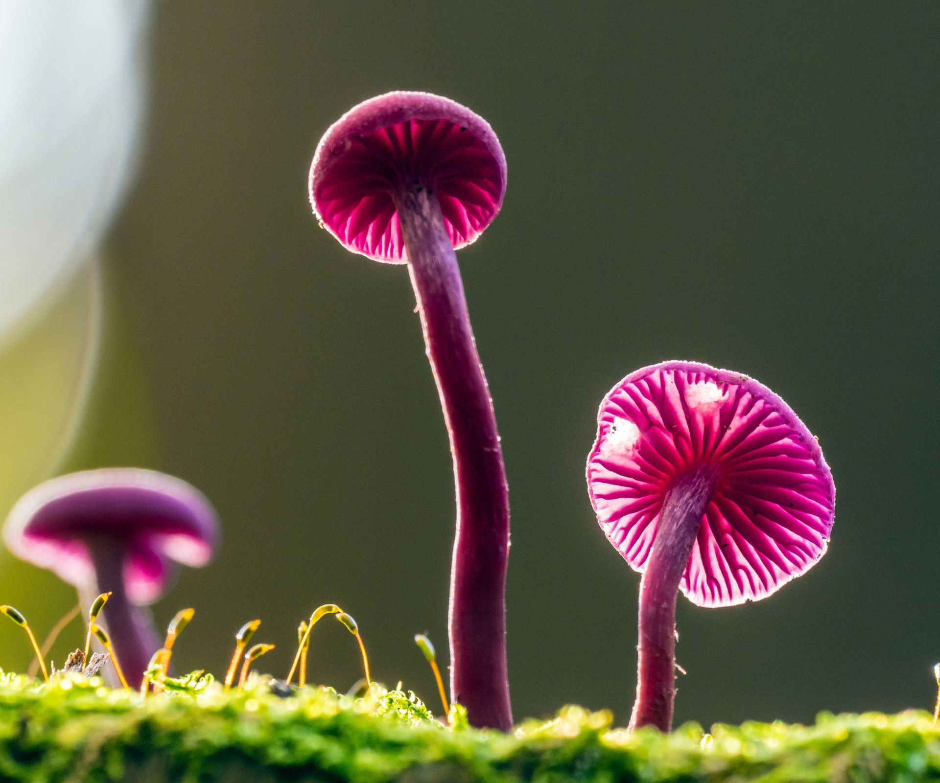 Laccaria amethystina, known as the amethyst deceiver - a small brightly colored mushroom, that grows in deciduous and coniferous forests.