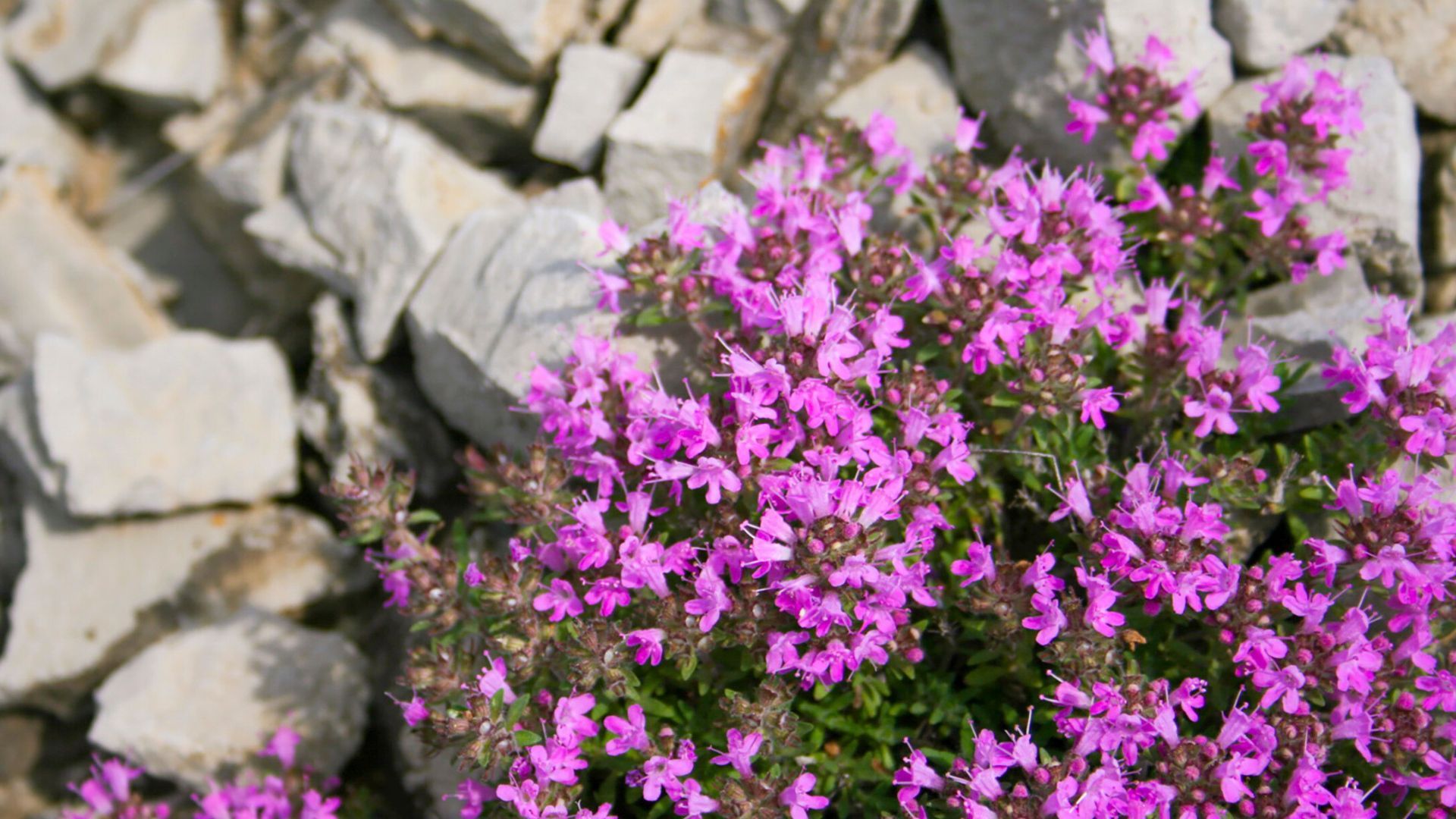 Creeping Thyme in Bloom