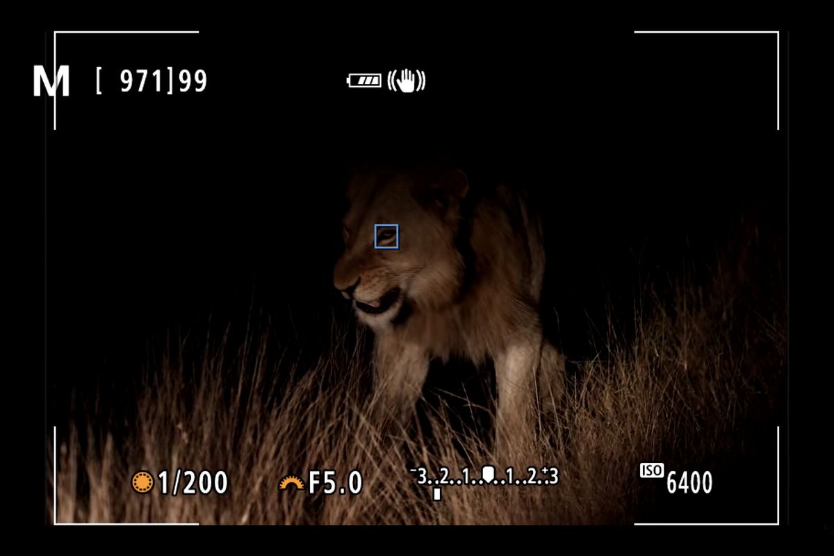 Canon EOS R5&#039;s Animal AF can track a lion&#039;s eyes – IN THE DARK!