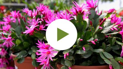 Blooming holiday cactus in pots